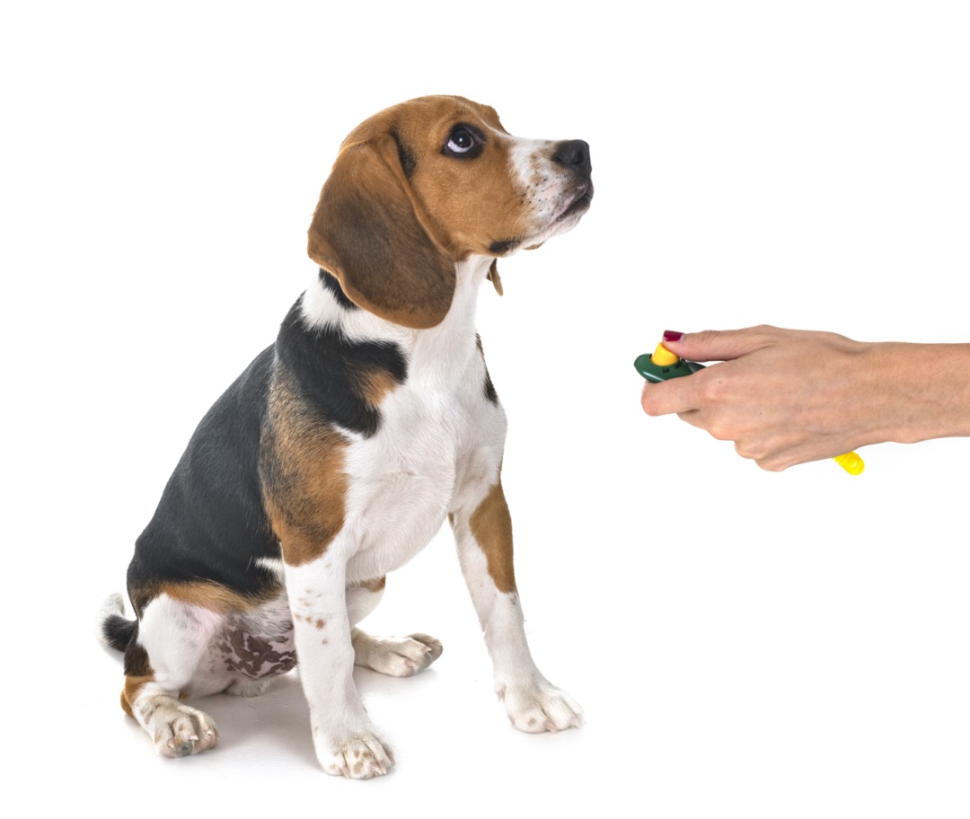 Démonstration du clicker devant un chien, une méthode fort utile pour plus de précision ou pour les commandes plus complexes pour son chien.