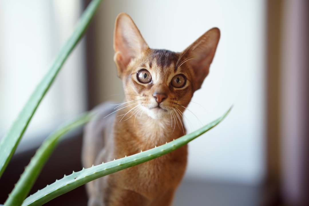 Un chat abyssin avec une espérance de 10 ans de vie avec un fond flou.