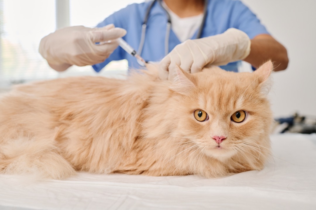 Un médecin donnant une injection de vaccin à un chat roux dans une clinique de vétérinaire.