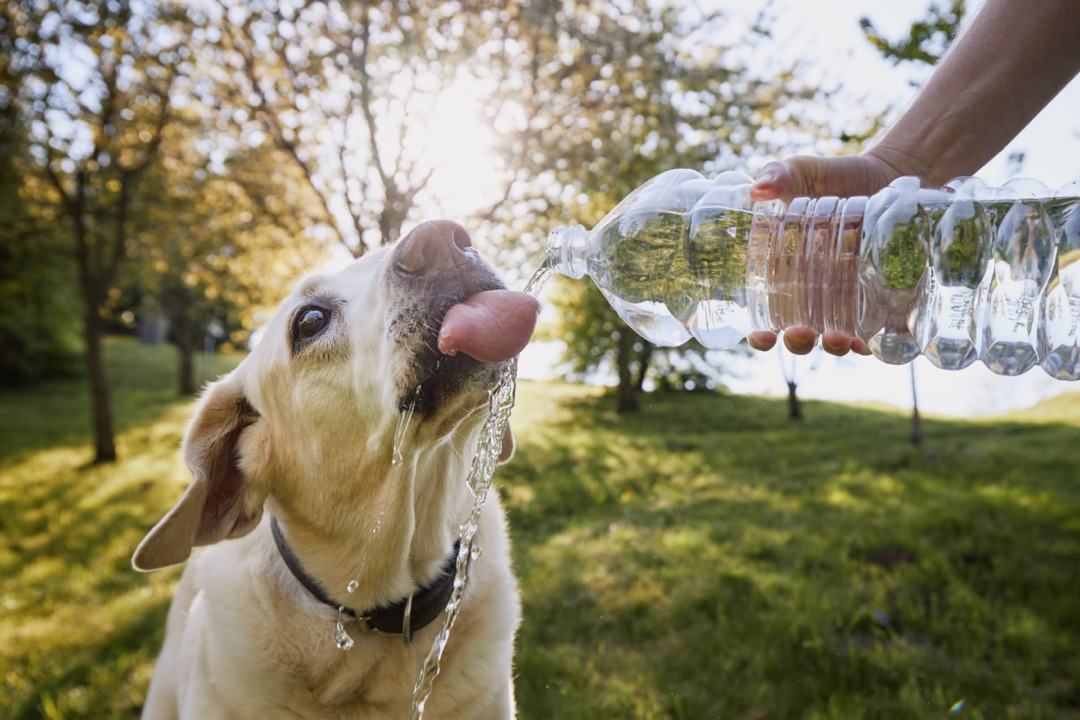 Chien buvant de l'eau dans une bouteille en plastique pendant une chaude journée ensoleillée dans des conditions de fortes chaleurs.