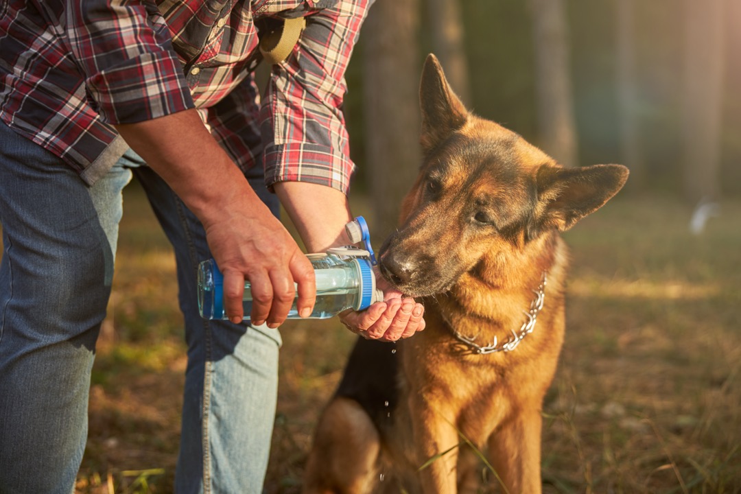 Propriétaire de chien attentionné aidant un berger allemand à boire dans sa paume tout en le gardant hydraté.