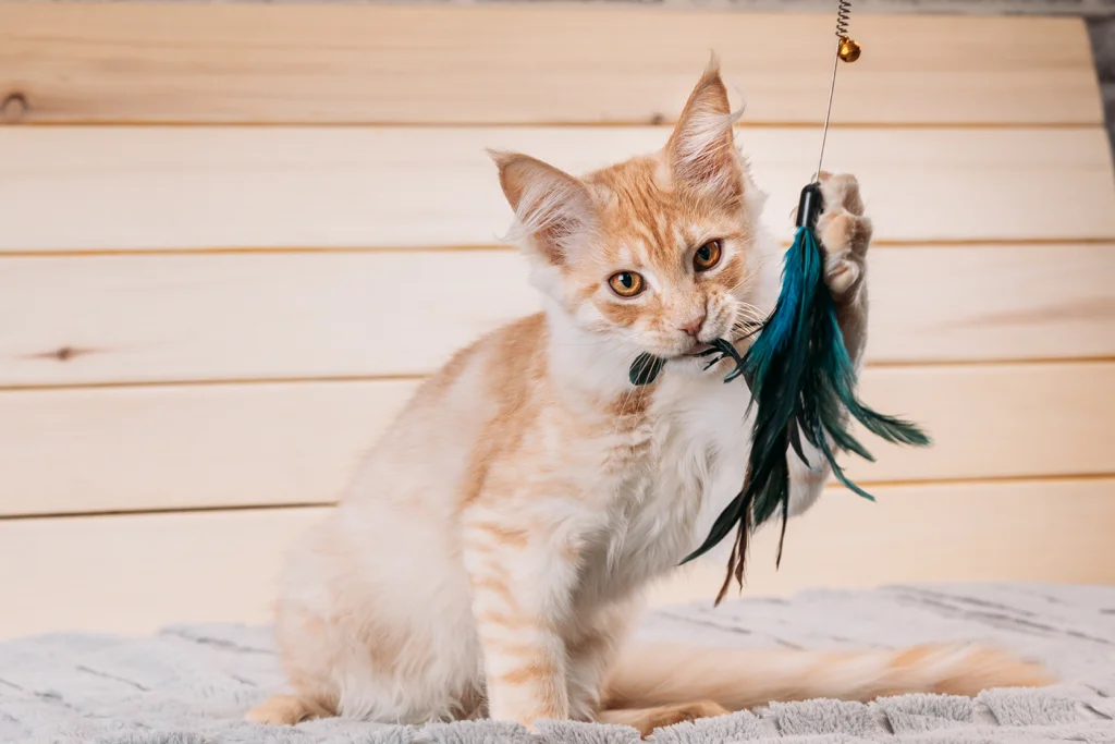 Un chat se divertissant avec un jouet interactif afin de limiter ses miaulements.