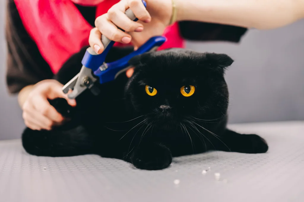 Un chat noir au point de se faire couper les griffes avec un coupe-griffes.