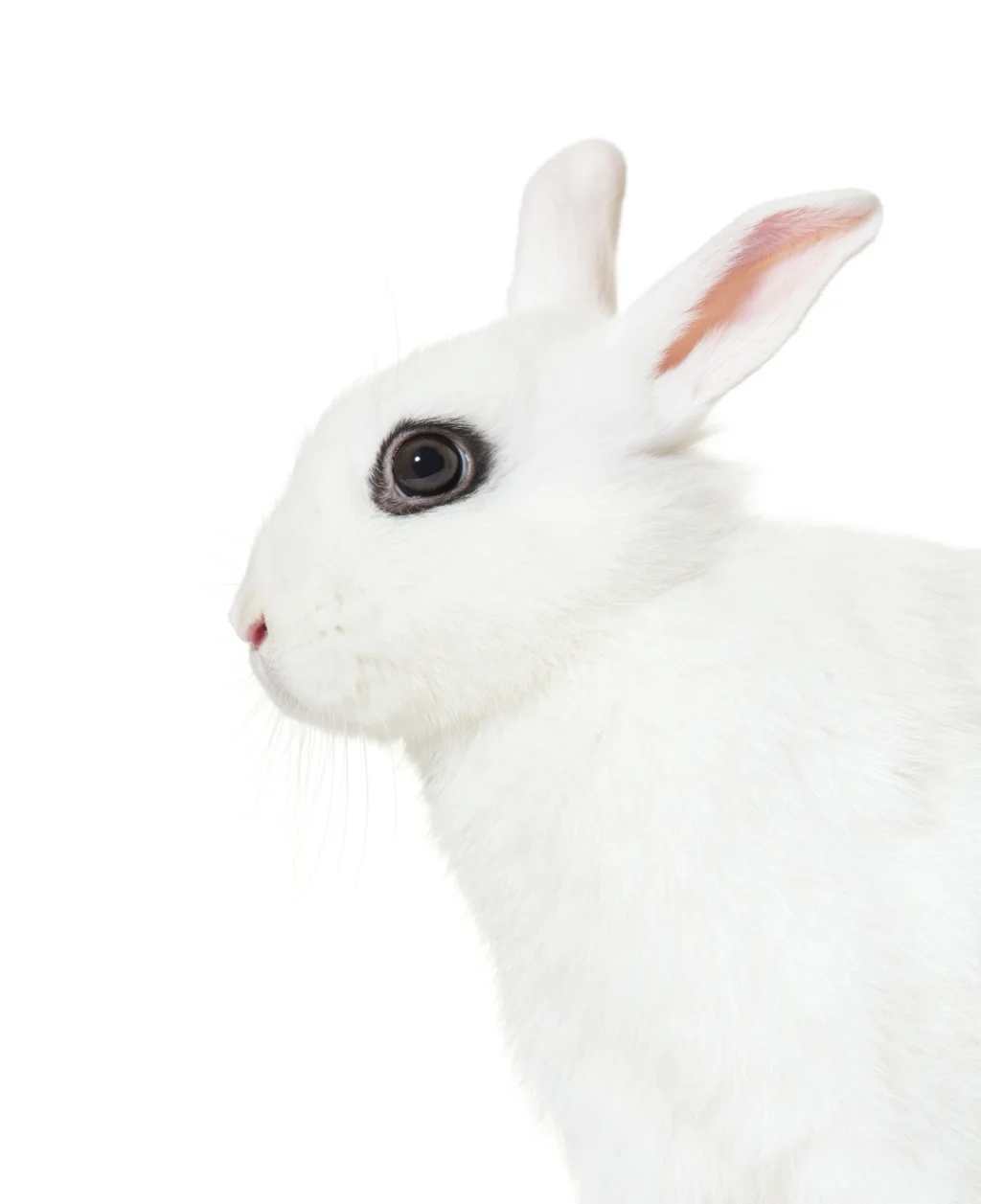 Un lapin blanc de Hotot.