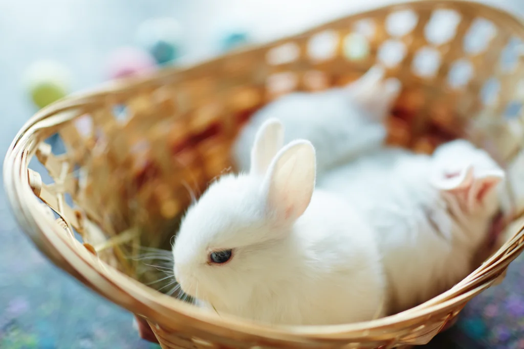 Un lapin nain dans un panier.