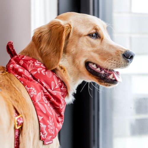 EzyDog  Accessoire chien : laisse, collier, harnais, sac à dos