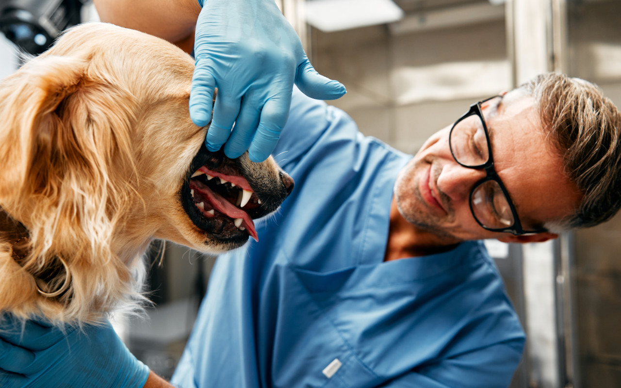 un vétérinaire en train de faire l'inspection des gencives et dents d'un golden retriever