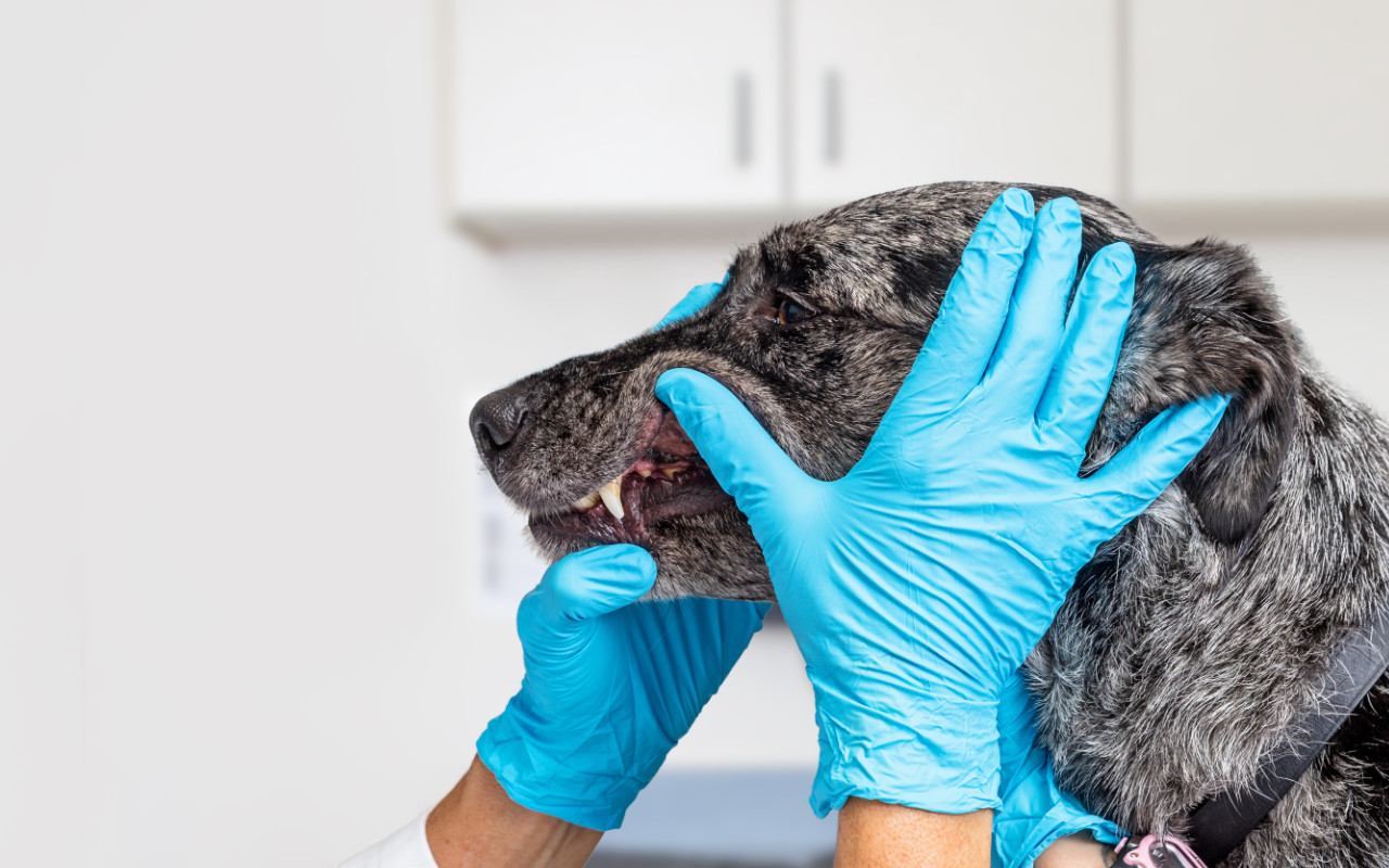 vétérinaire en train d'inspecter les gencives et dents d'un chien
