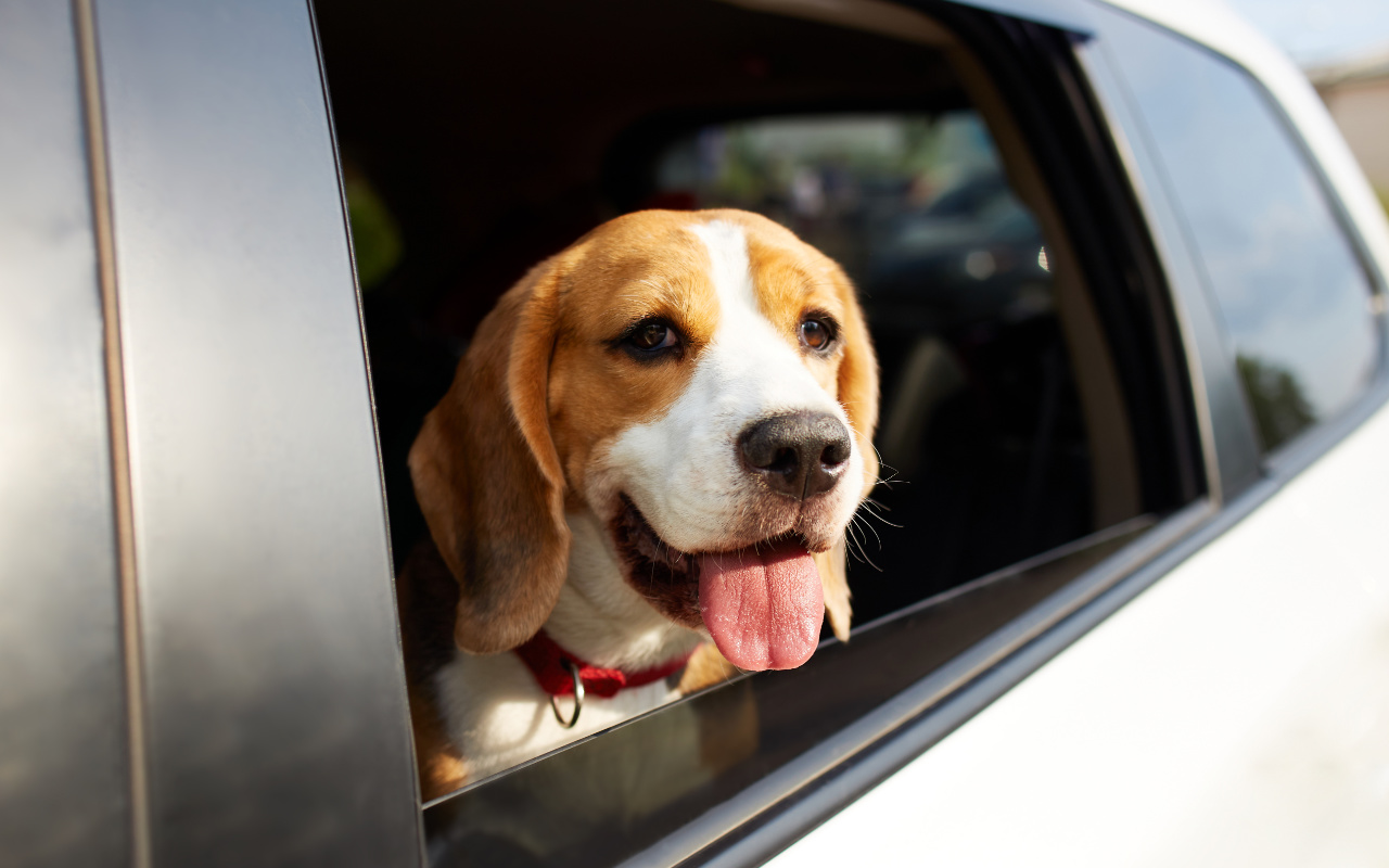 Beagle assis dans un véhicule, la tête sortie par la fenêtre