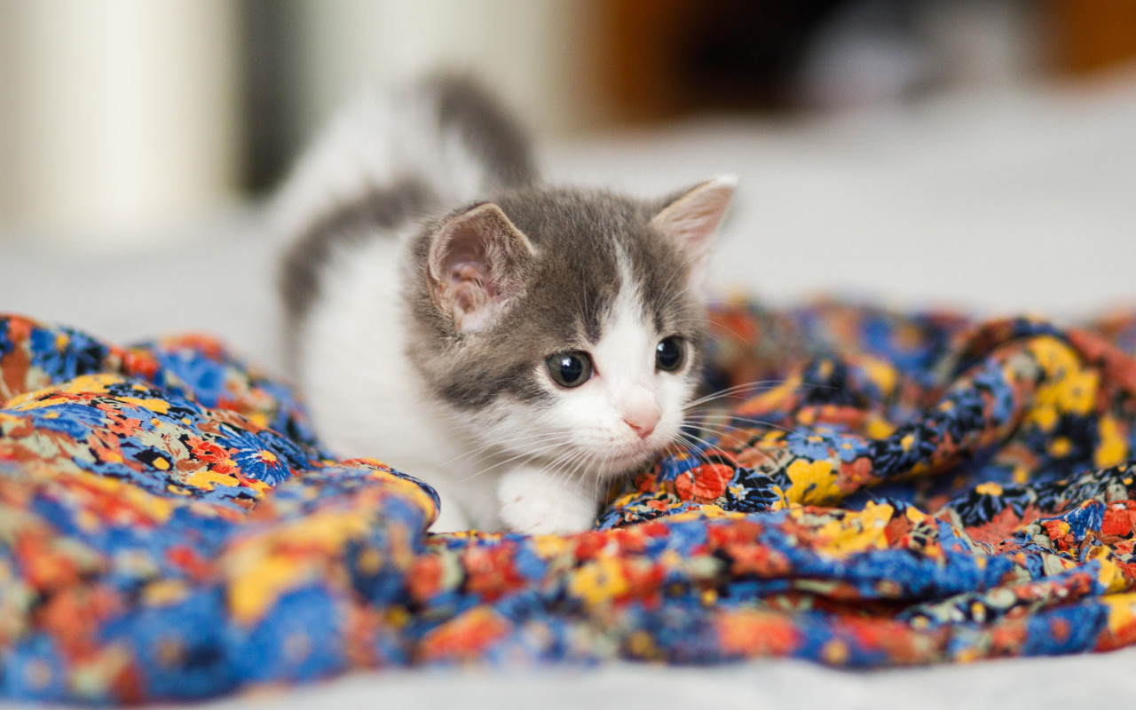 petit chaton sur une couveture aux couleurs vives