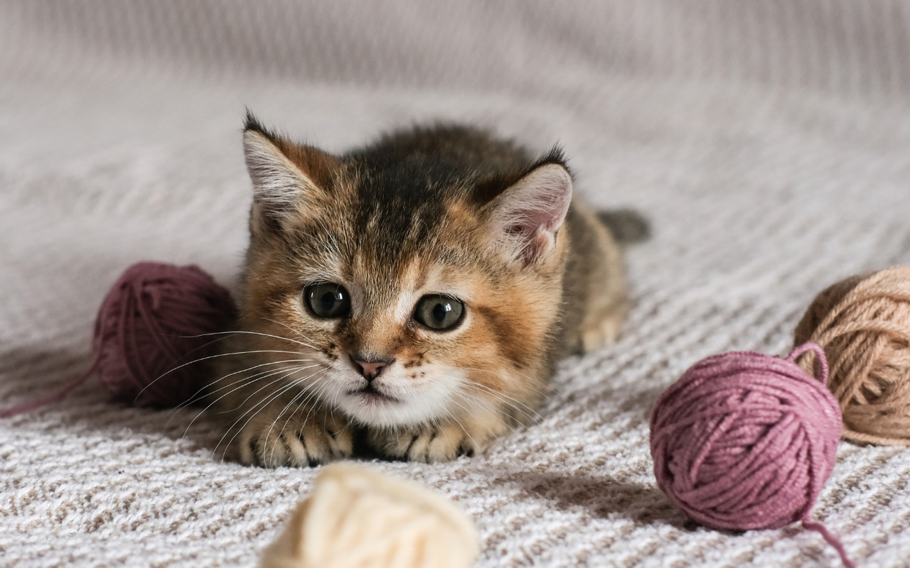chaton sur une couverture entouré de petite balles de laine