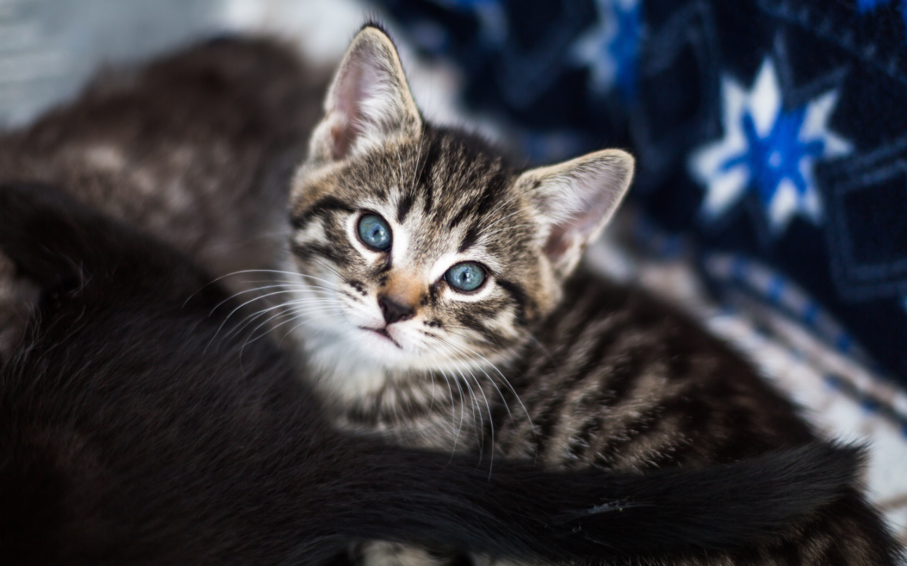 chaton aux yeux bleus sur une couverture avec un autre chaton