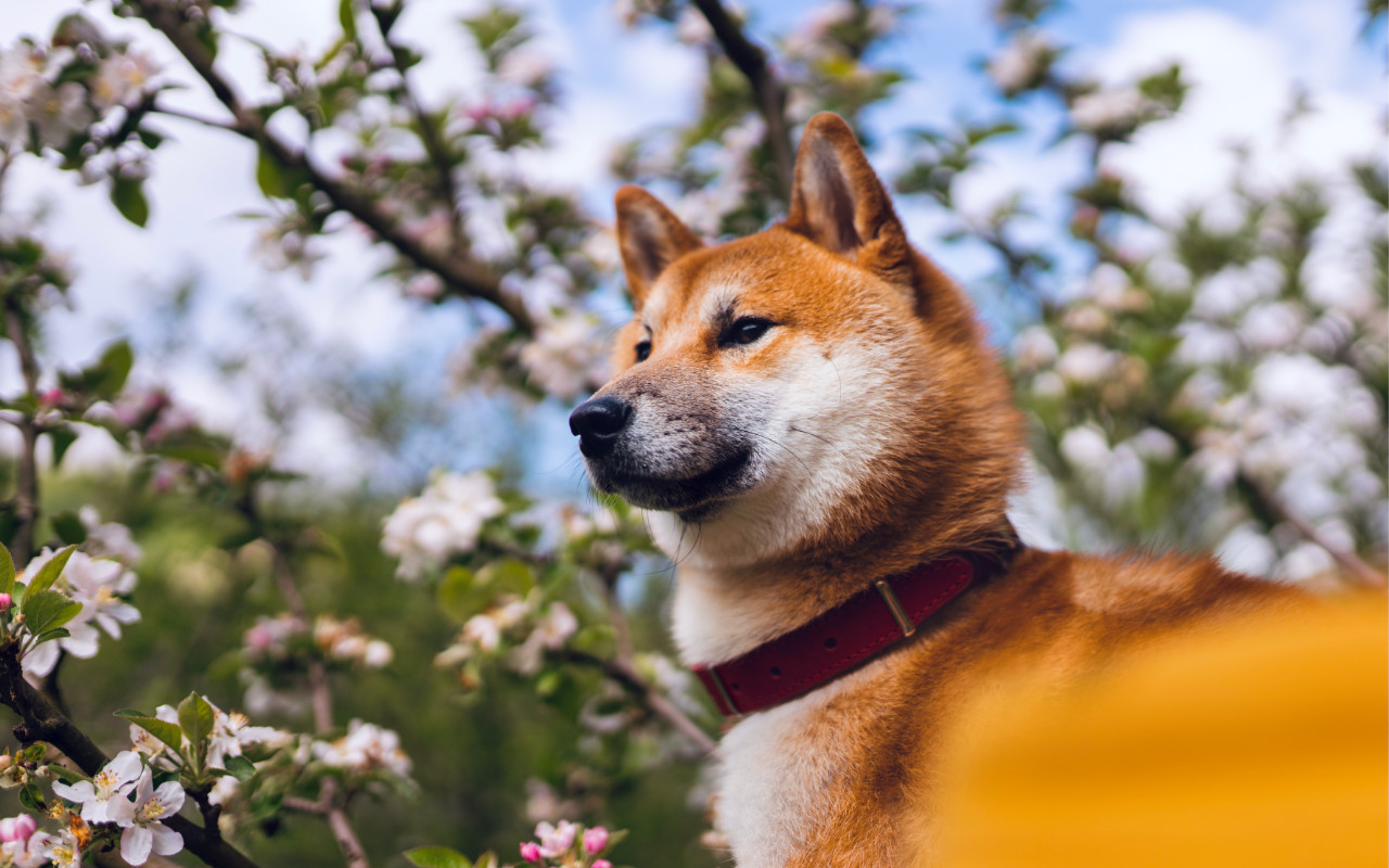 petit shiba inu devant un cerisier en fleurs