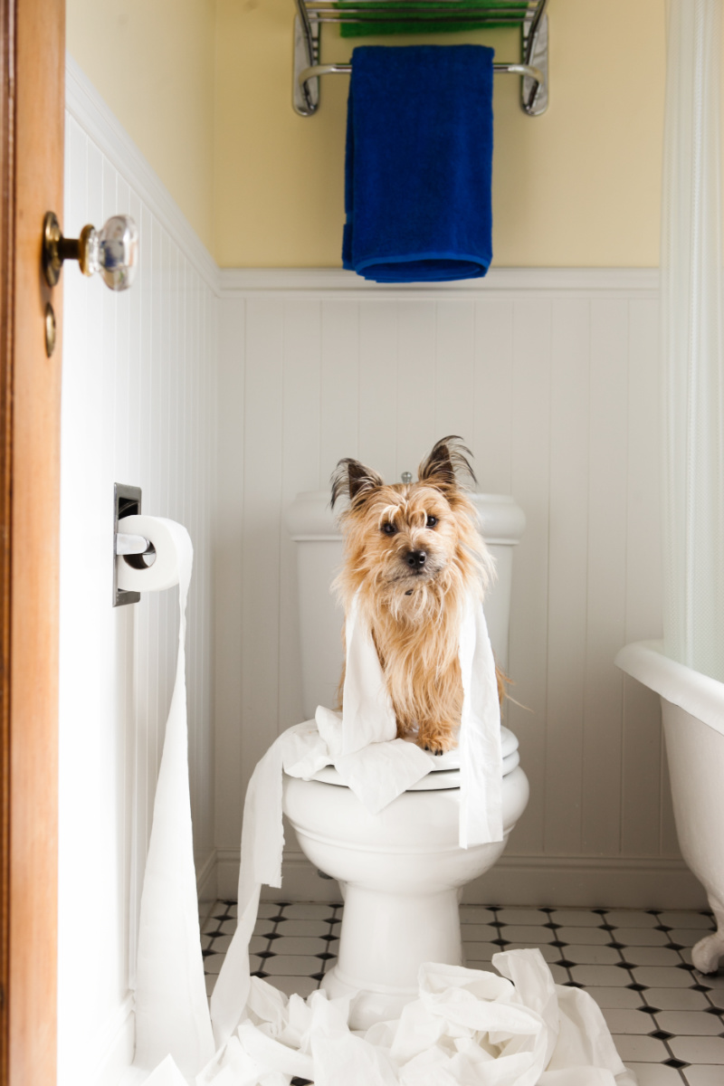 petit terrier assis sur une toilette dans une salle de bain couverte de papier hygiénique