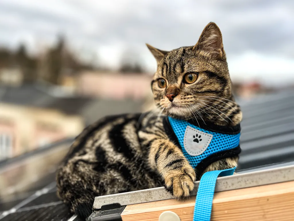 Un chat droit écossais tabby dans un harnais bleu est assis sur le toit de la maison et regarde la ville.