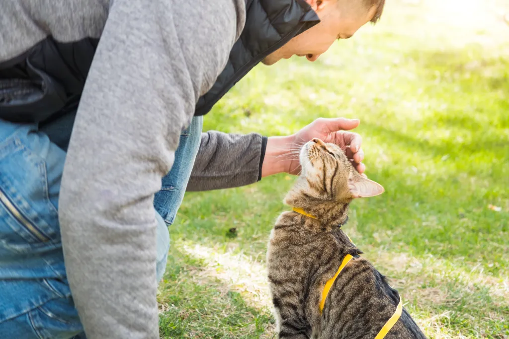 Promener un chat domestique avec le propriétaire sur un harnais jaune. Le chat tigré caressant une personne.
