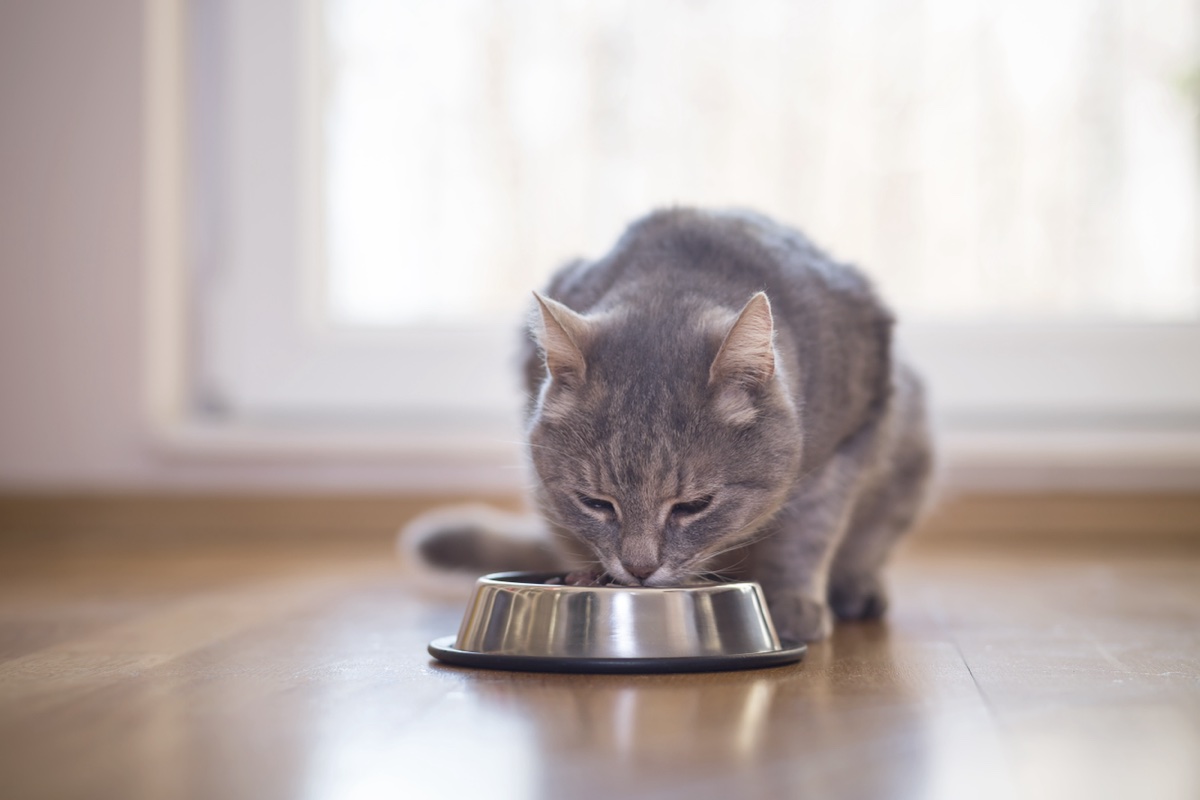 Un chat en train de manger.