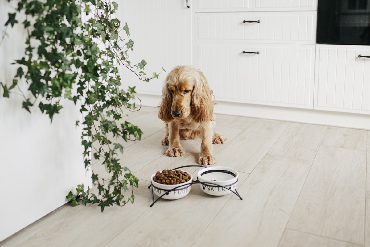 Un chien assis devant son bol de croquette.