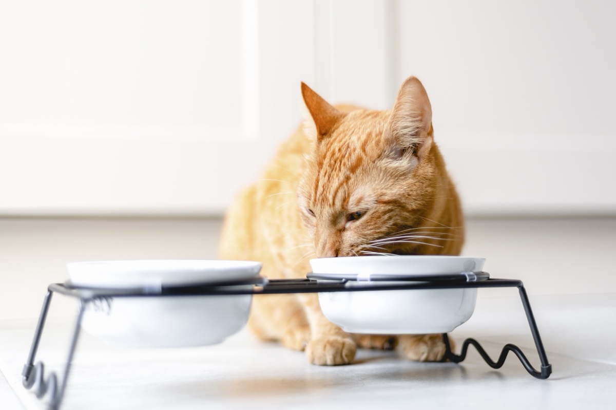 Un chat en train de manger.