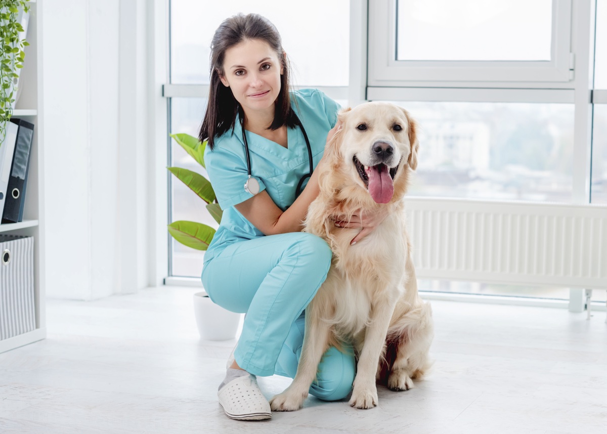 Un golden retriever qui pose pour la photo avec son vétérinaire.