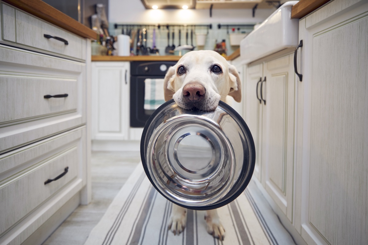 Un chien qui tient sa gamelle dans sa bouche.