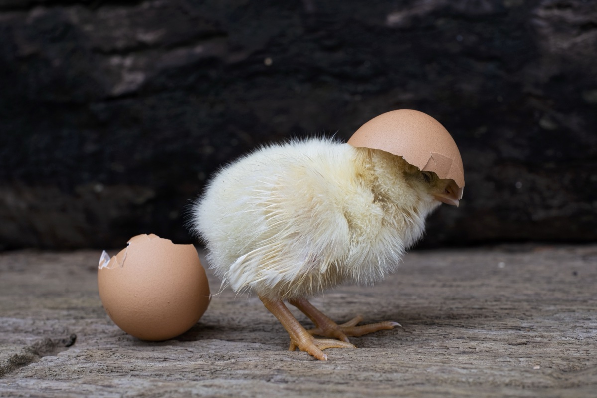 Un petit poussin avec une coquille sur la tête.