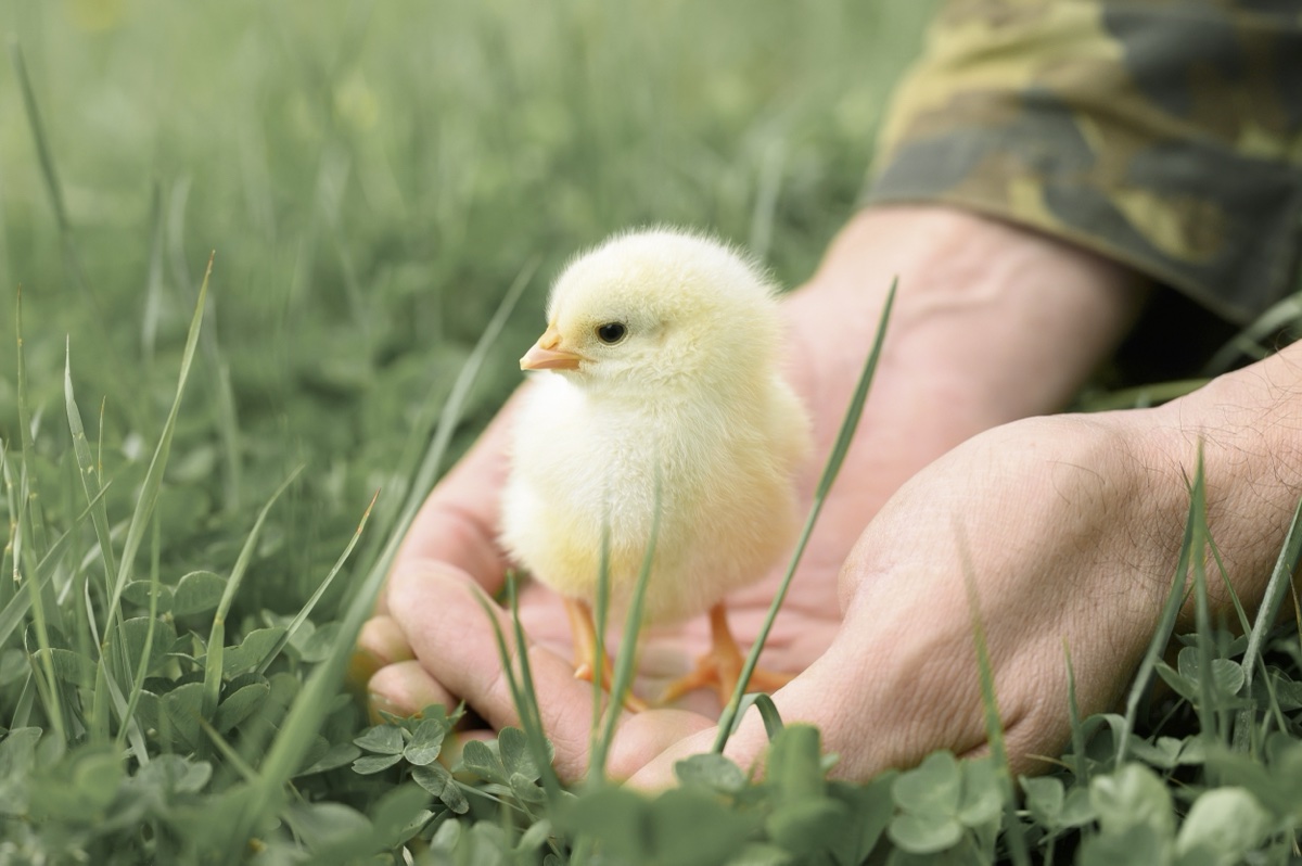 Une personne tient un poussin pour le remettre dans l'herbe.