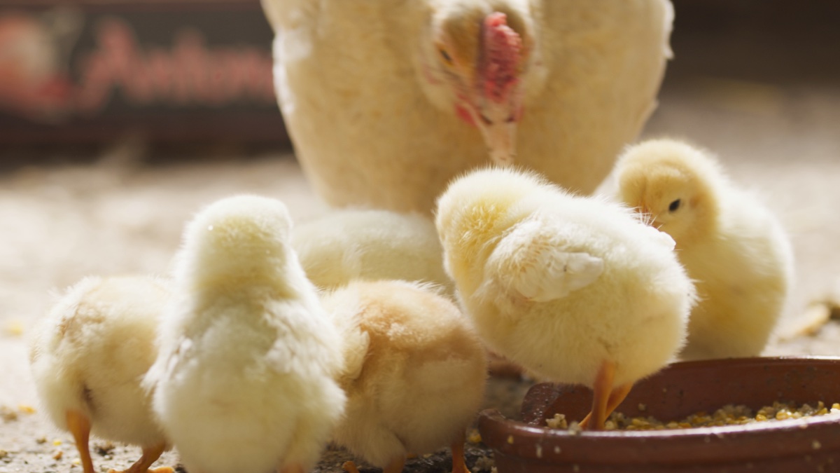 Une maman poule avec ses poussins.