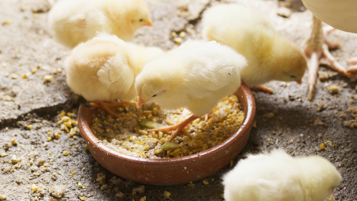 Des poussins dans leur gamelle en train de manger.