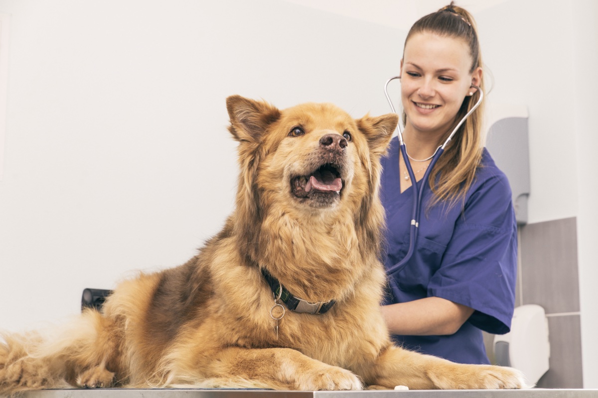 Un chien qui se fait ausculter chez le vétérinaire.