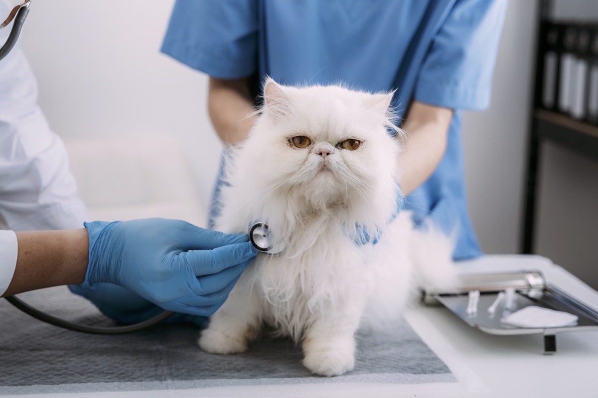 Un chat en train de se faire ausculter chez le vétérinaire.