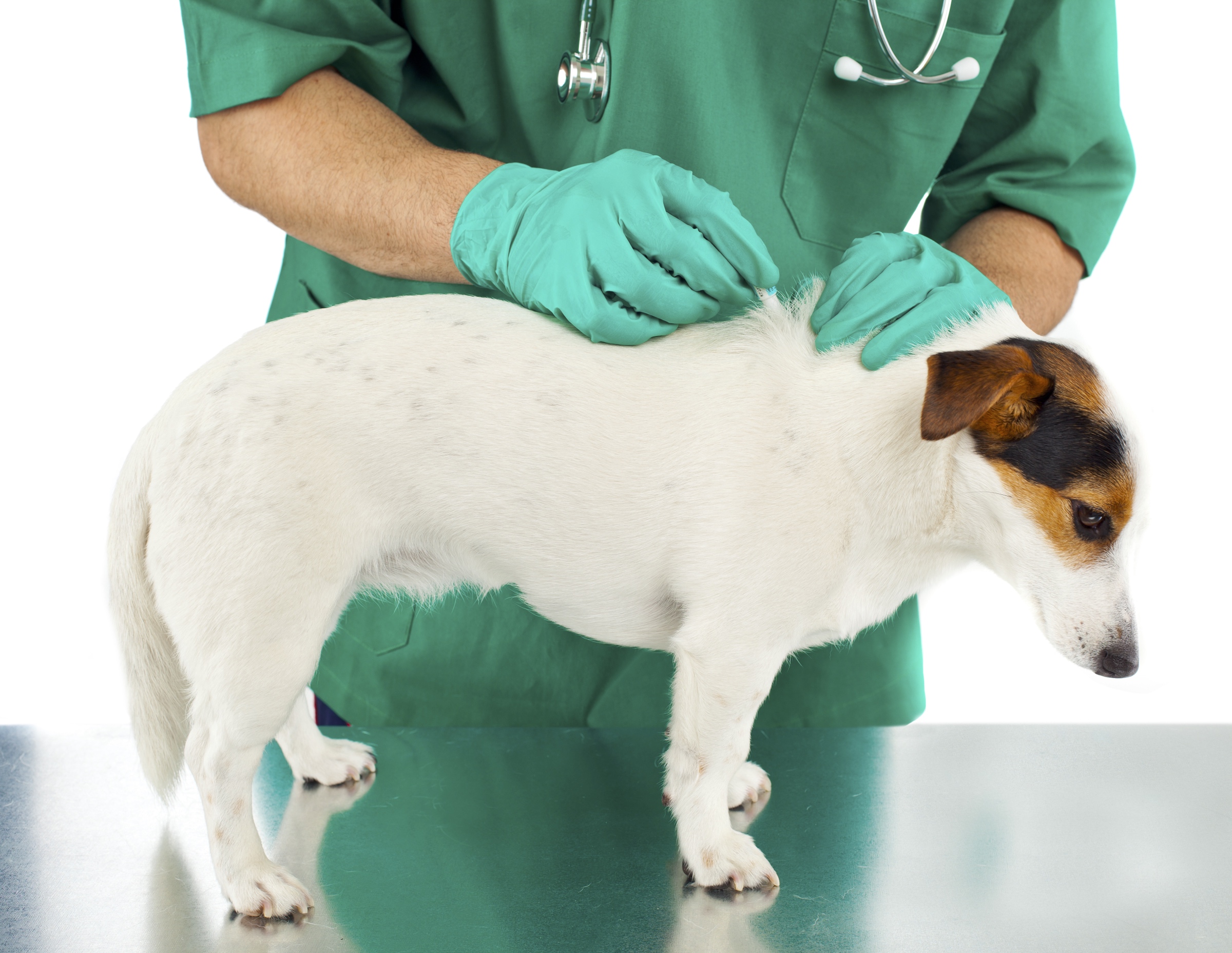 Un vétérinaire qui ausculte un chien.