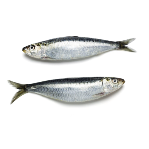 GOURMET 4 PATTES – Sac de sardines crues pour chien