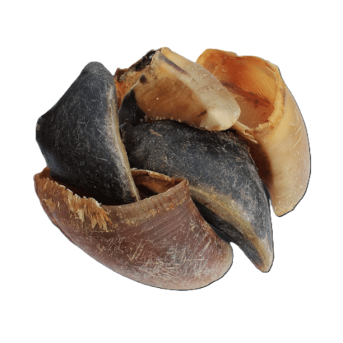 DOGBITES - Sabot de bœuf pour chien