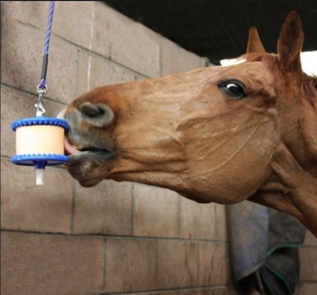 LIKIT - Support pour friandise pour chevaux – Image 2