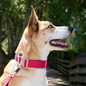RCPETS - collier stratus pour chien – Image 2